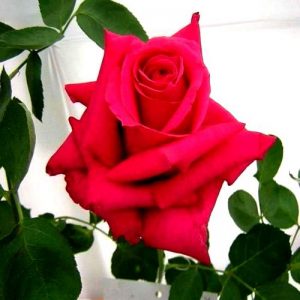 Rose Gladiator Red Plan