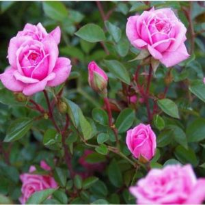 Rose Miniature Pink - Button Rose, Button Gulab