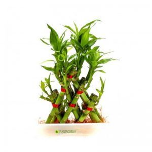 3 Layer Braided Lucky Bamboo
