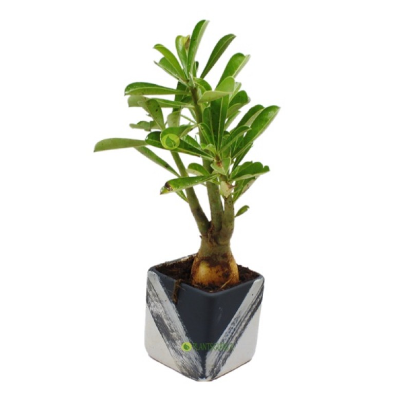 Adenium in Grey White Ceramic Pot - Desouzaplantnursery