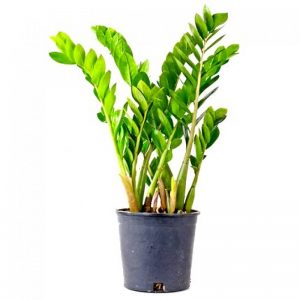 Zamia furfuracea Plant