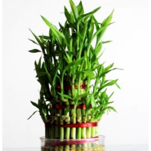 4 Layer Lucky Bamboo
