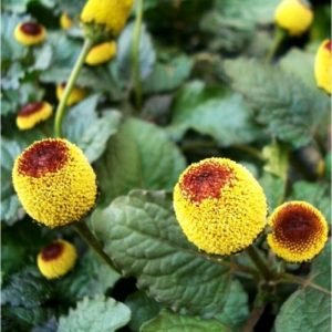 Acmella Oleracea - Toothache Plant