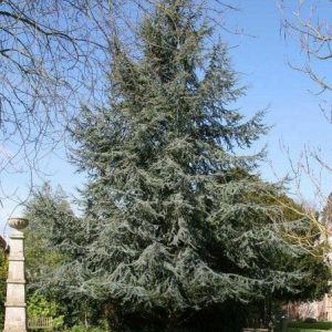 Cedrus ‘Blue Atlas Cedar’ (Cedrus atlantica glauca )