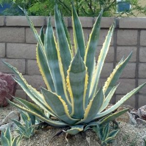 Agave ‘Century Plant’ (Agave americana marginata)