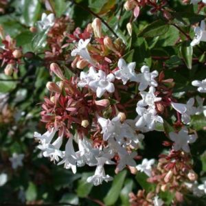 Abelia nana ‘Dwarf’ (Abelia grandiflora nana)