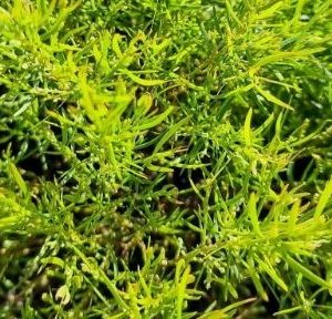 Acacia ‘Micro Matt’ PBR 6″ Pot (Acacia cognata)