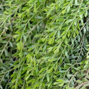 Acacia ‘Green Wave’ (Acacia howittii ‘Green Wave’)