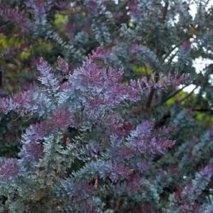 Acacia ‘Purple Cootamundra Wattle’ (Acacia baileyana ‘Purpurea’)