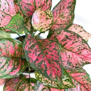 Aglaonema ‘Lady Valentine’ (Aglaonema commutatum )