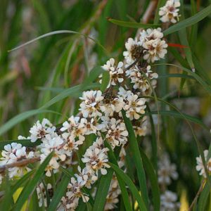 Agonis ‘Willow Myrtle’ (Agonis flexuosa)