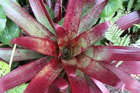 Alcantarea ‘Hawaiian Red’ Bromeliad (Alcantarea vinicolor )