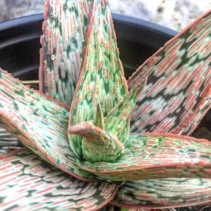 Aloe ‘Pink Blush’ 6″ Pot (Aloe hybrid)