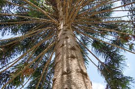 Araucaria ‘Bunya Pine’ (Araucaria bidwillii)