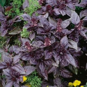 Basil ‘Red Rubin’ 4″ Pot (Ocimum basilicum purpurascens)