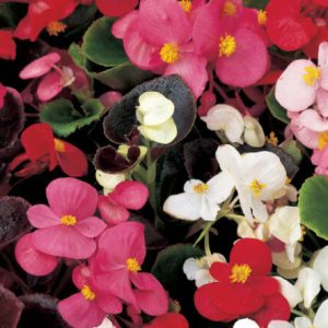 Begonia ‘Bronze Leaf’ (Begonia x semperflorens-cultorum)