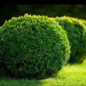 Buxus ‘English Box’ Topiary and Standards (Buxus sempervirens)