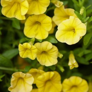 Calibrachoa ‘Yellow’ 6″ Pot (Calibrachoa)