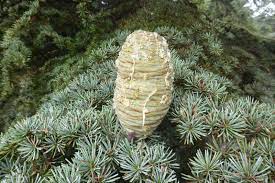 Cedrus ‘Cyprian Cedar’ (Cedrus brevifolia var horizontalis)