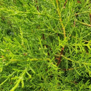 Cupressus macrocarpa ‘Monterey Cypress’ (Cupressus macrocarpa)