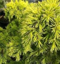 Cedrus ‘Golden Atlas’ Cedar (Cedrus atlantica aurea)