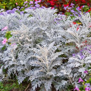 Cineraria ‘Silver Dust’ 4″ Pot (Senecio cineraria)