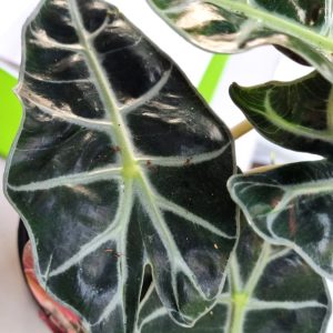 Alocasia amazonica ‘Dwarf’ 6″ Pot (Alocasia x amazonica)