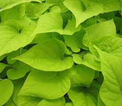 Ipomoea ‘Bright Ideas Lime’ 5″ Pot Hanging Basket (Ipomoea batatas )