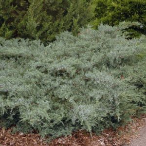 Juniperus virginiana ‘Grey Owl’ 8″ Pot (Juniperus virginiana)
