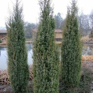 Juniperus ‘Skyrocket’ Pencil Pine 6″ Pot (Juniperus virginiana ‘Skyrocket’ )