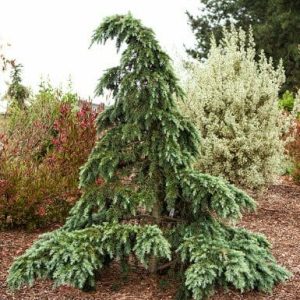 Cedrus ‘Divinely Blue’ 10″ Pot (Cedrus deodara )