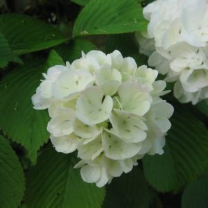 Viburnum plicatum ‘Doublefile Viburnum’ 8″ Pot (Viburnum plicatum tomentosum)