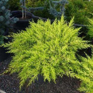 Cupressus ‘Golden Halo’ (Cupressus macrocarpa)