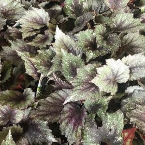 Begonia ‘Rex’ (Begonia Rex)