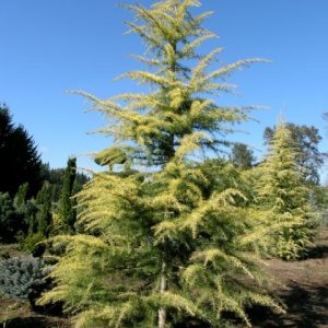 Cedrus ‘Silver Atlas’ Cedar (Cedrus atlantica silberspitz)