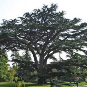 Cedrus ‘Lebanese Cedar’ (Cedrus libani)