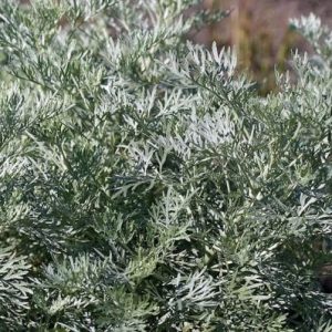 Artemisia ‘Silver’ Wormwood (Artemesia arborescens ‘Silver Wormwood’)