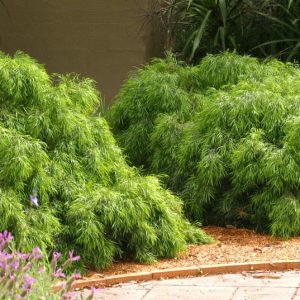Acacia cognata ‘Dazzler’ (Acacia cognata ‘Dazzler’)
