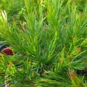 Acacia ‘Winter Flame’ (Acacia cognata ‘Winter Flame’)