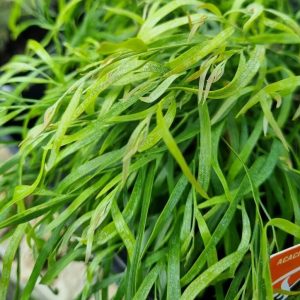 Acacia ‘Fettuccini’ (Acacia cognata ‘Fettuccini’)