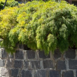 Acacia ‘Limelight’ (Acacia cognata ‘Limelight’)