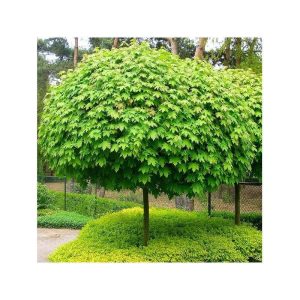 Acer platanoides ‘Globosum’ Designer Maple (Acer platanoides Globosum)