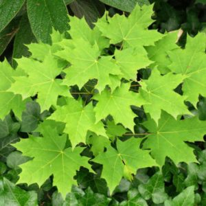 Acer platanoides ‘Norwegian’ Maple (Acer platanoides)