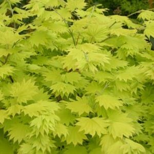 Acer ‘Golden Full Moon Maple’ (Acer shirasawanum ‘Aureum’)
