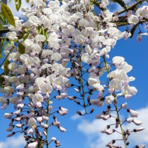 Wisteria floribunda ‘White’ (Wisteria floribunda ‘Alba’)