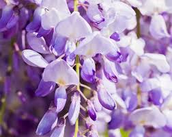 Wisteria floribunda ‘Domino’ (Wisteria floribunda)