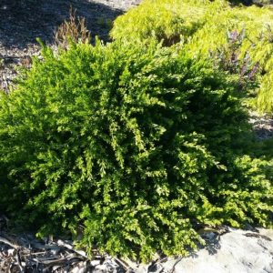 Acacia ‘Honey Bun’ (Acacia Howittii “Honey Bun”)