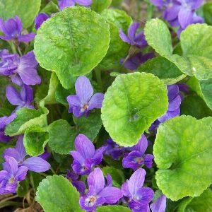 Viola ‘Sweet Violet’ (Viola odorata)