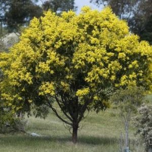 Acacia ‘Golden Wattle’ (Acacia pycnantha)