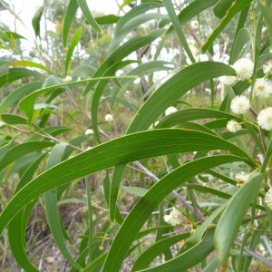 Acacia ‘Lightwood’ Wattle (Acacia implexa)